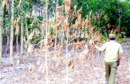 Đồng Nai - Hàng vạn cây gỗ lớn khô rụi do nắng nóng
